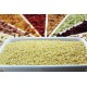 Bulgur boabe